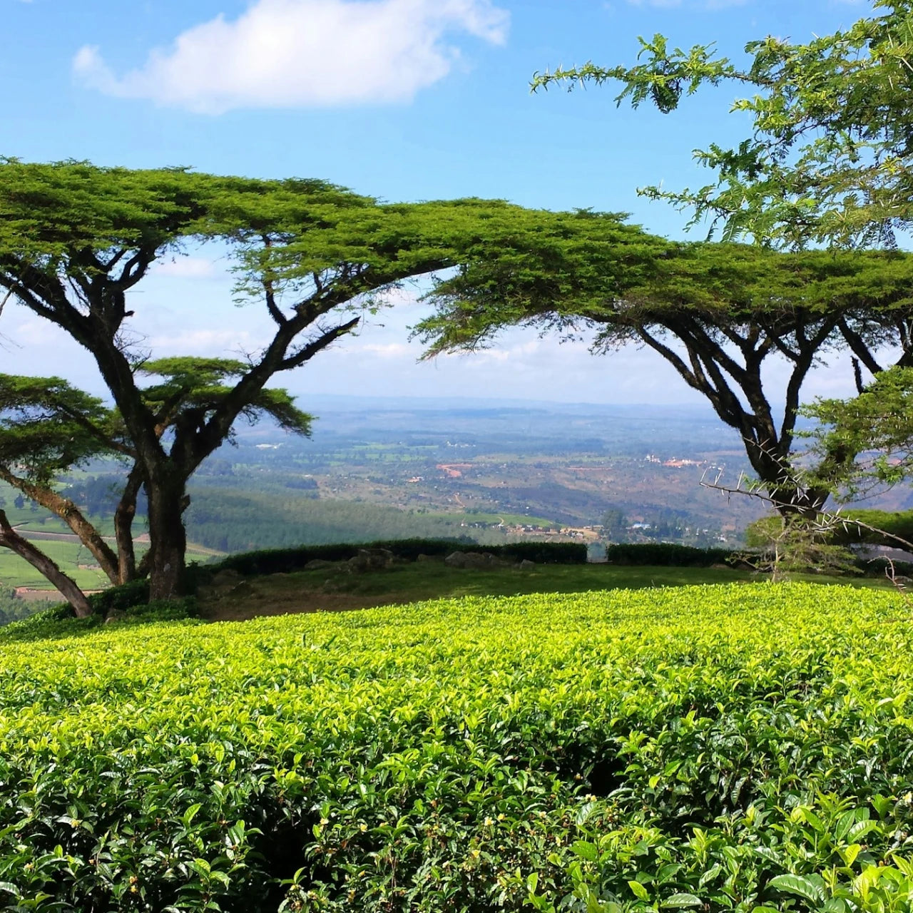 Malawi