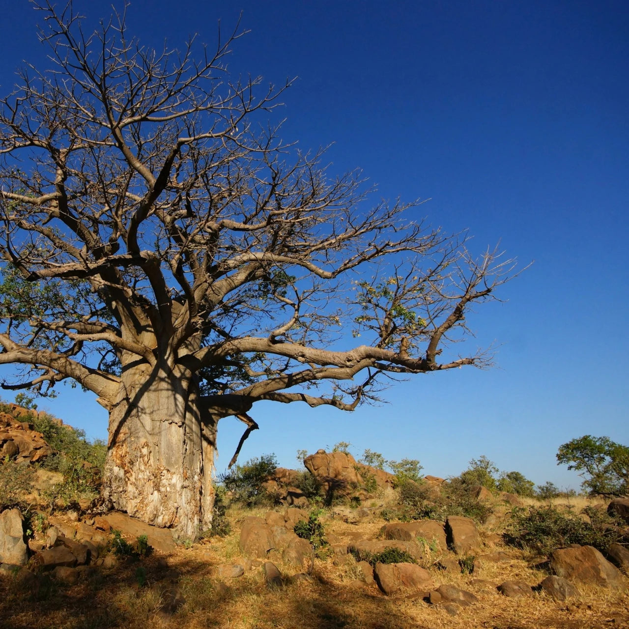 Botswana