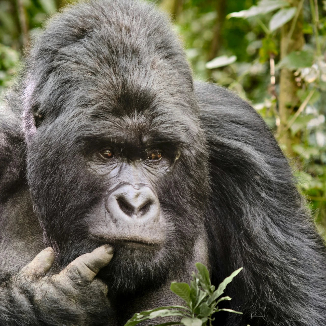 Congo