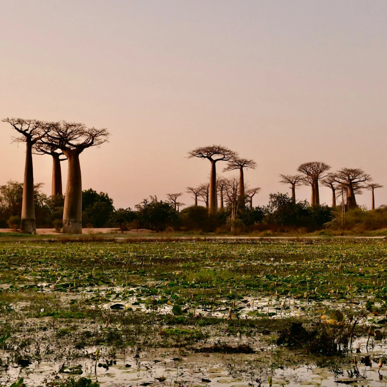 Madagascar